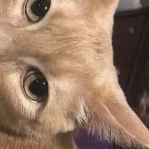 Meet your Posher, Sheelagh